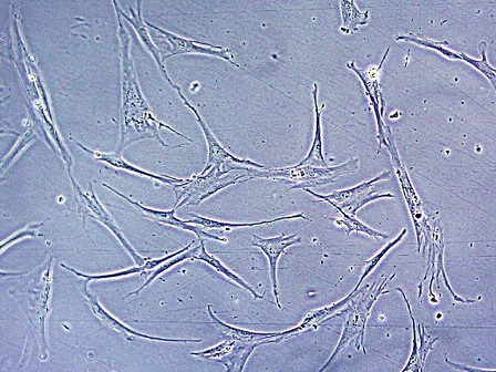 Neuron-NC